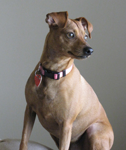 Jana's Miniature Pinscher, Athena
