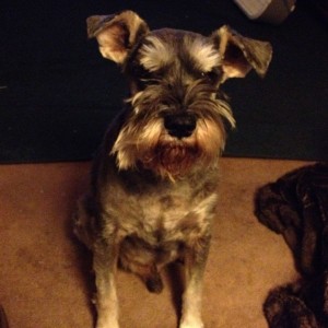 Bert and Patty's dog.