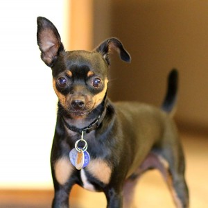 Jana's Designer Chin Pin (aka, Jana's rescue Chihuahua/Min Pin mix).
